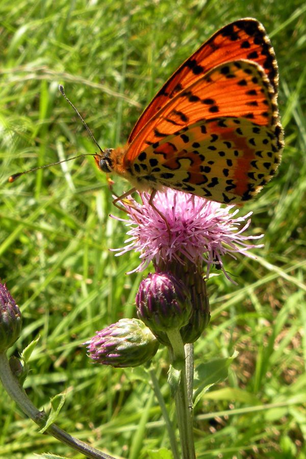 Melitaea athalia e Melitaea didyma